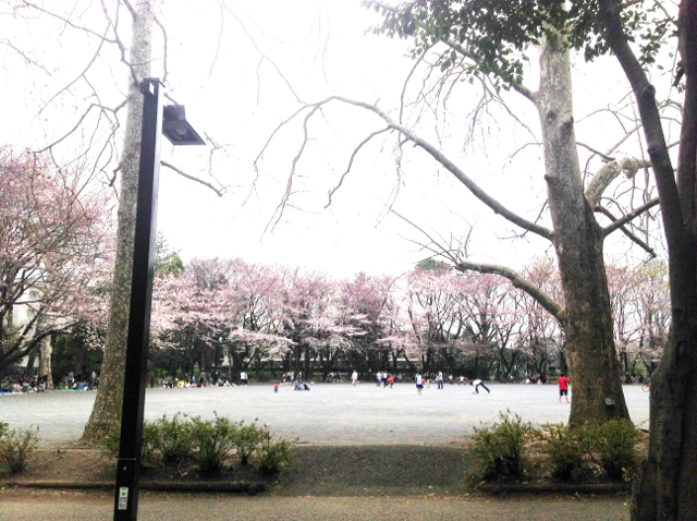 林試の森公園